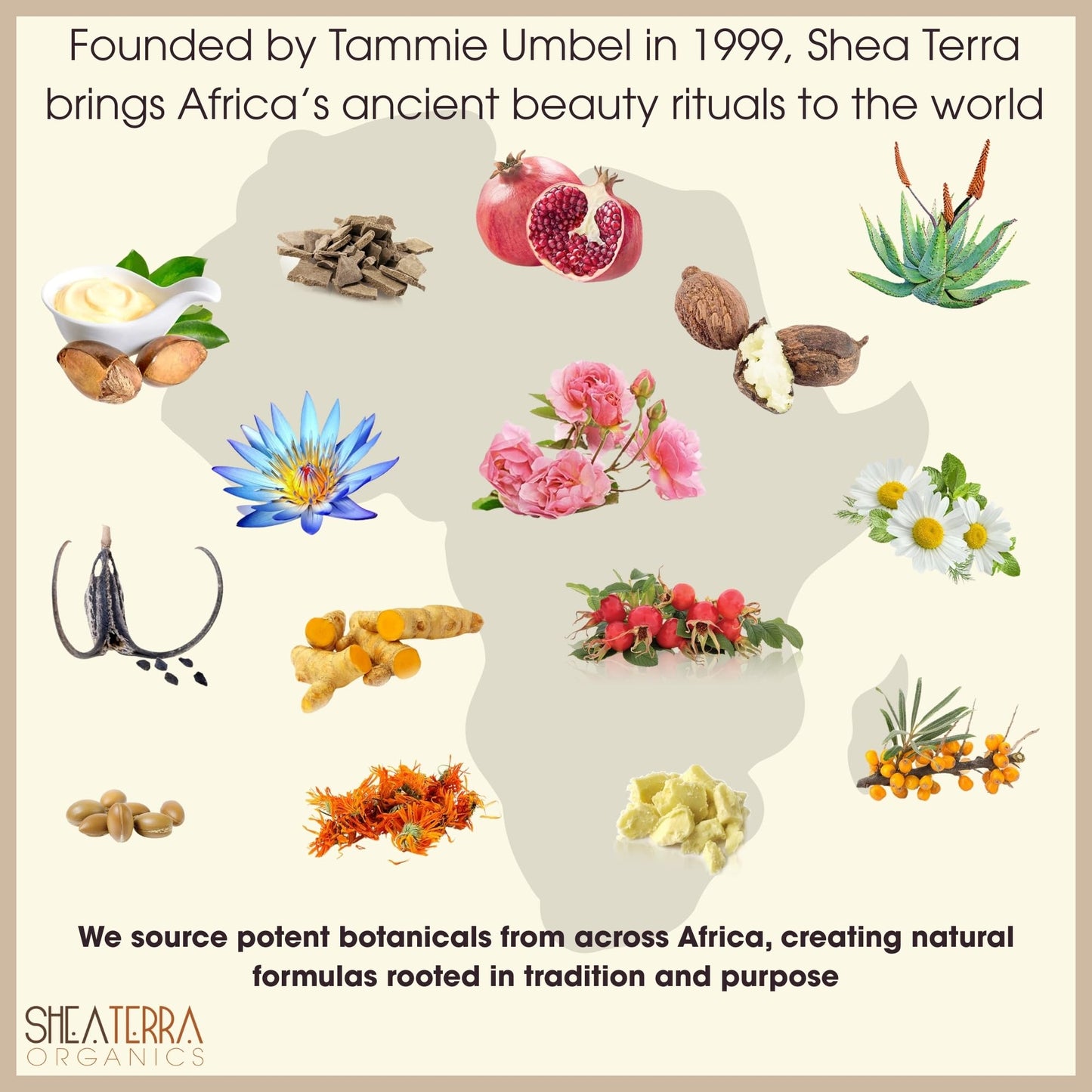 Shea Terra Organics Hydration Face Cream with Kigelia Africana