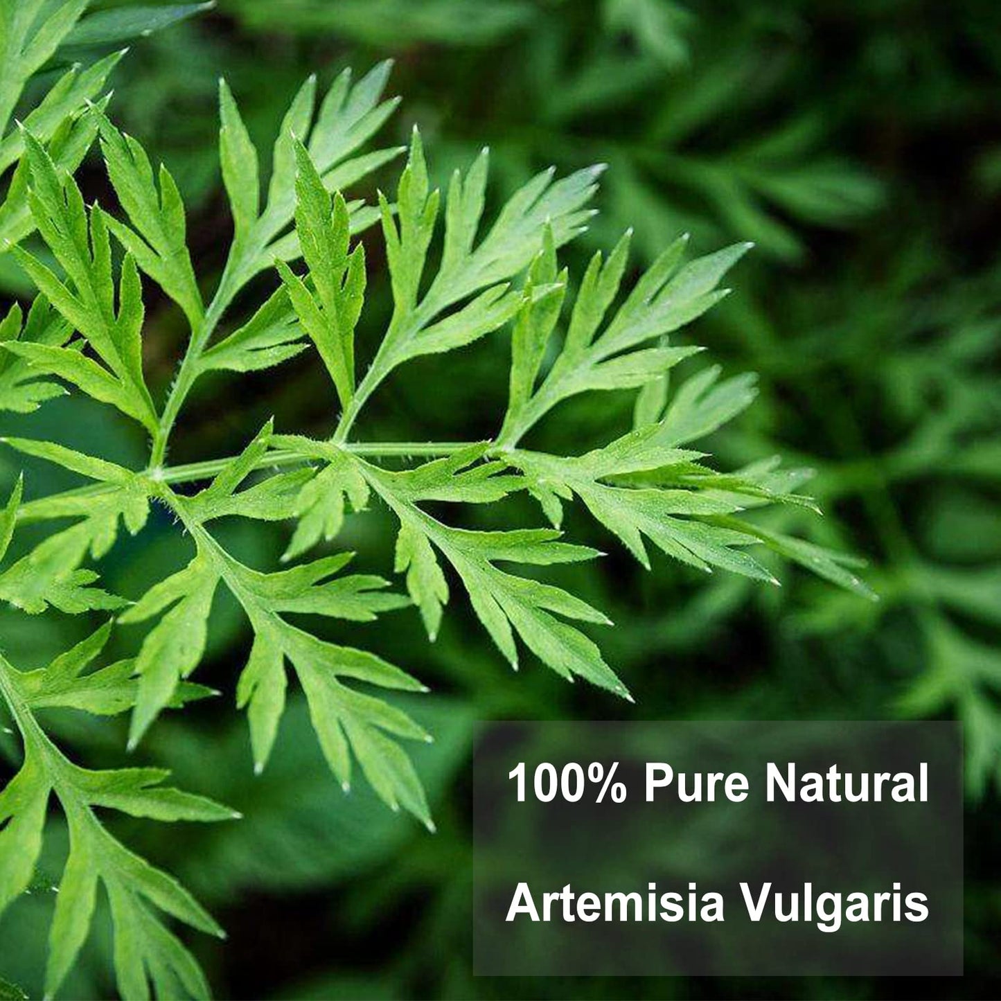 TEARELAE Natural Mugwort Tea